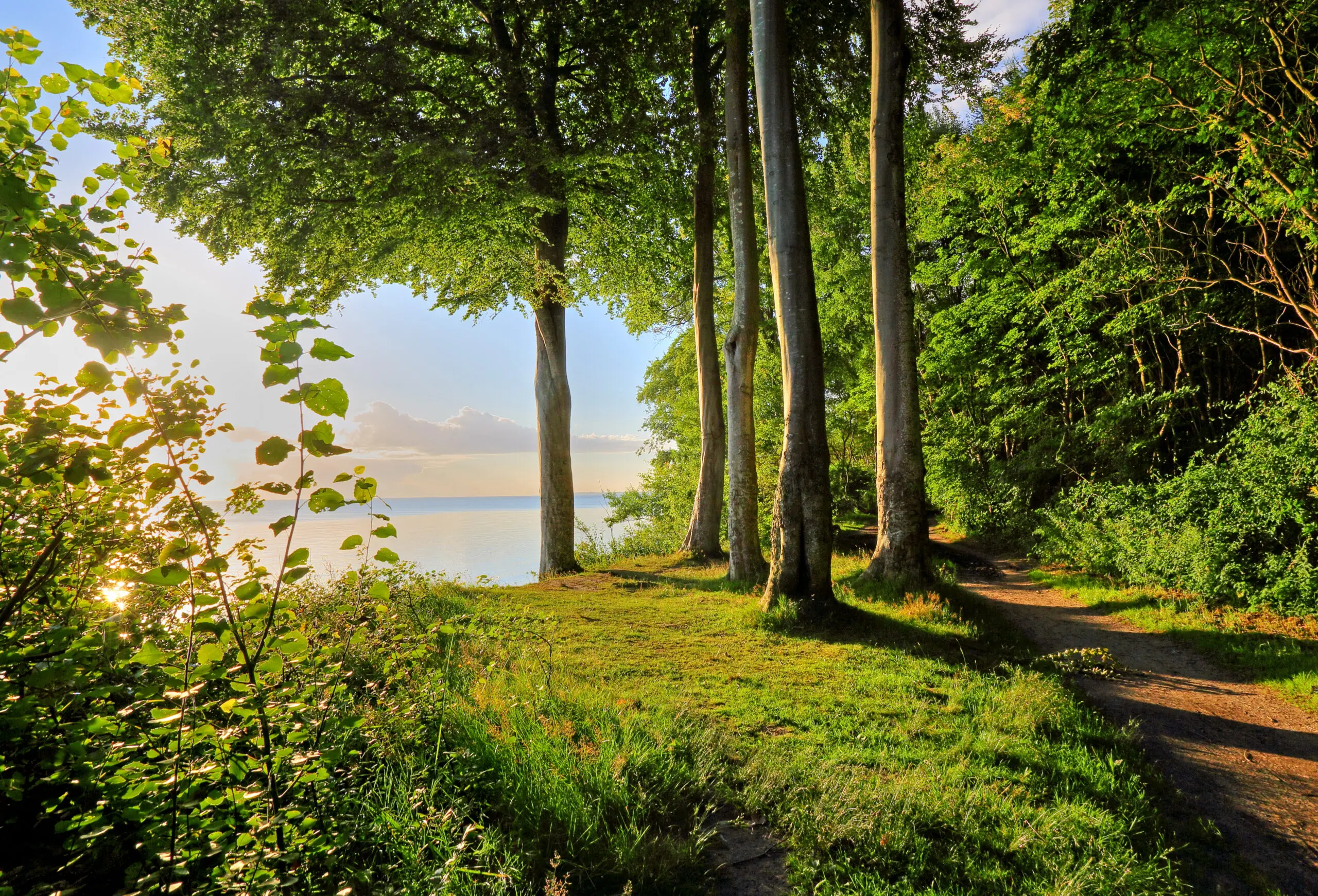 Wandbild (4695) Gräfenhain – Buchenwald präsentiert: Wasser,Natur,Landschaften,B&auml;ume,Sommer,Str&auml;nde,Wege,Gew&auml;sser,Meere