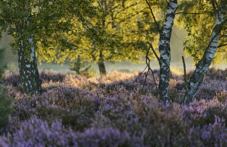  (4693) Keil Andreas – Heideblüte präsentiert: Bäume, Blumen und Blüten, Herbst, Landschaften, Natur, Sommer, Wälder