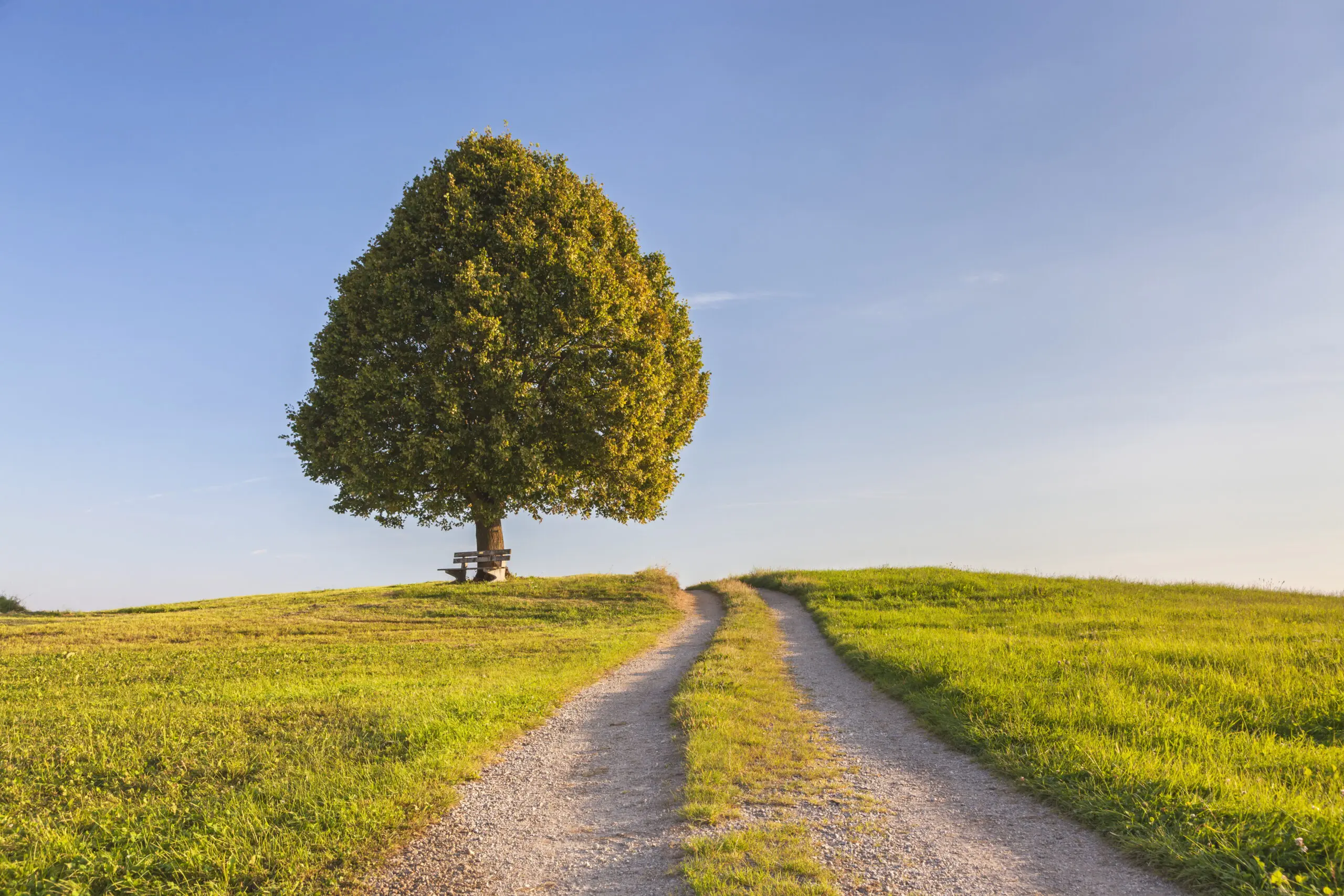 Wandbild (4663) Bäck – Linde präsentiert: Natur,Landschaften,Bäume,Gräser,Sommer,Wege,Frühling