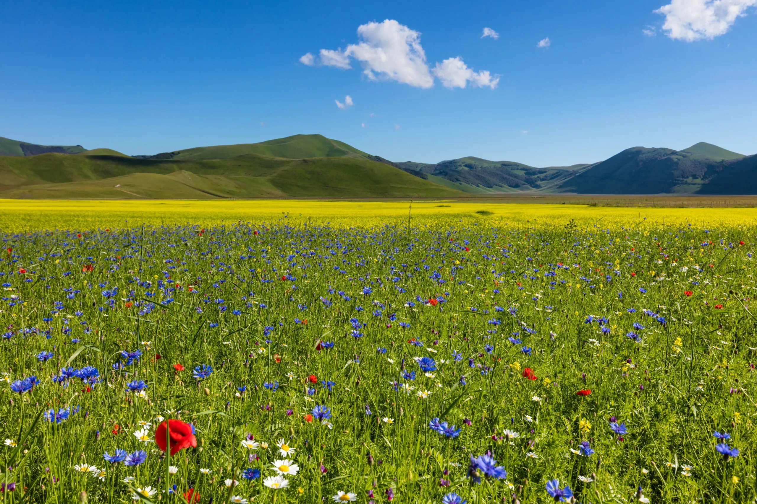 Wandbild (4647) Gerth Roland – Monti Sibillini Nationalpark 2 präsentiert: Natur,Landschaften,Blumen und Blüten,Gräser,Sommer,Berge,Frühling