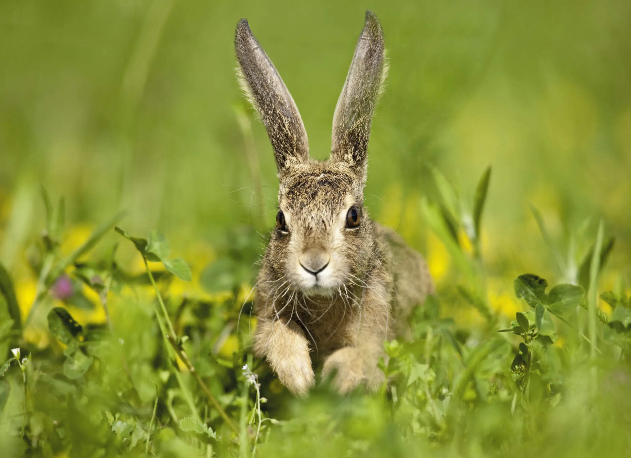 Wandbild (4646) Giel Oliver – Feldhase präsentiert: Tiere,Natur,Landschaften,Blätter,Blumen und Blüten,Gräser,Frühling,Wildtiere