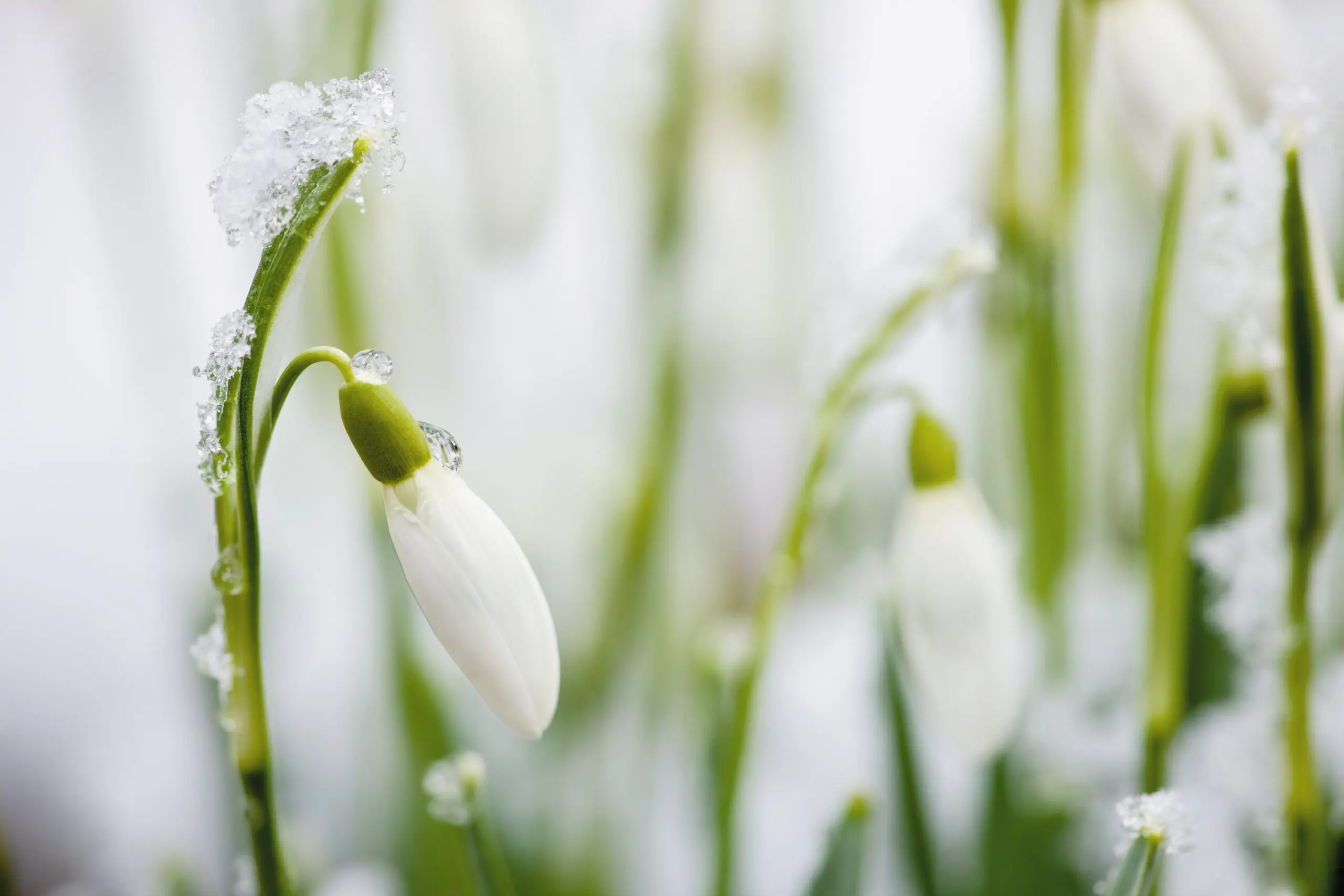 Wandbild (4645) Giel Oliver – Schneeglöckchen präsentiert: Details und Strukturen,Natur,Blumen und Bl&uuml;ten,Gr&auml;ser,Pflanzen