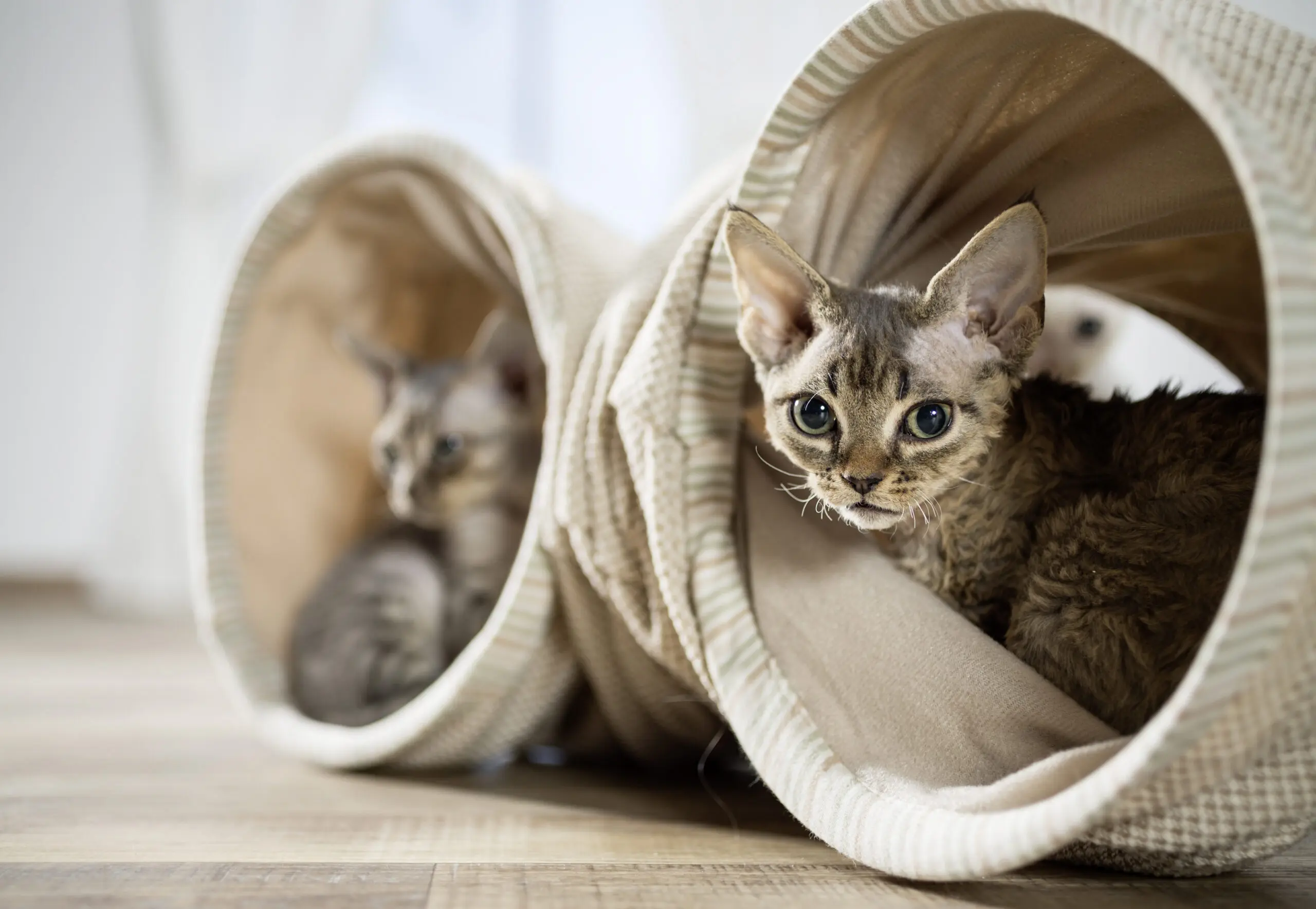 Wandbild (4641) Giel Oliver – Devon Rex Kätzchen präsentiert: Tiere,Haustiere