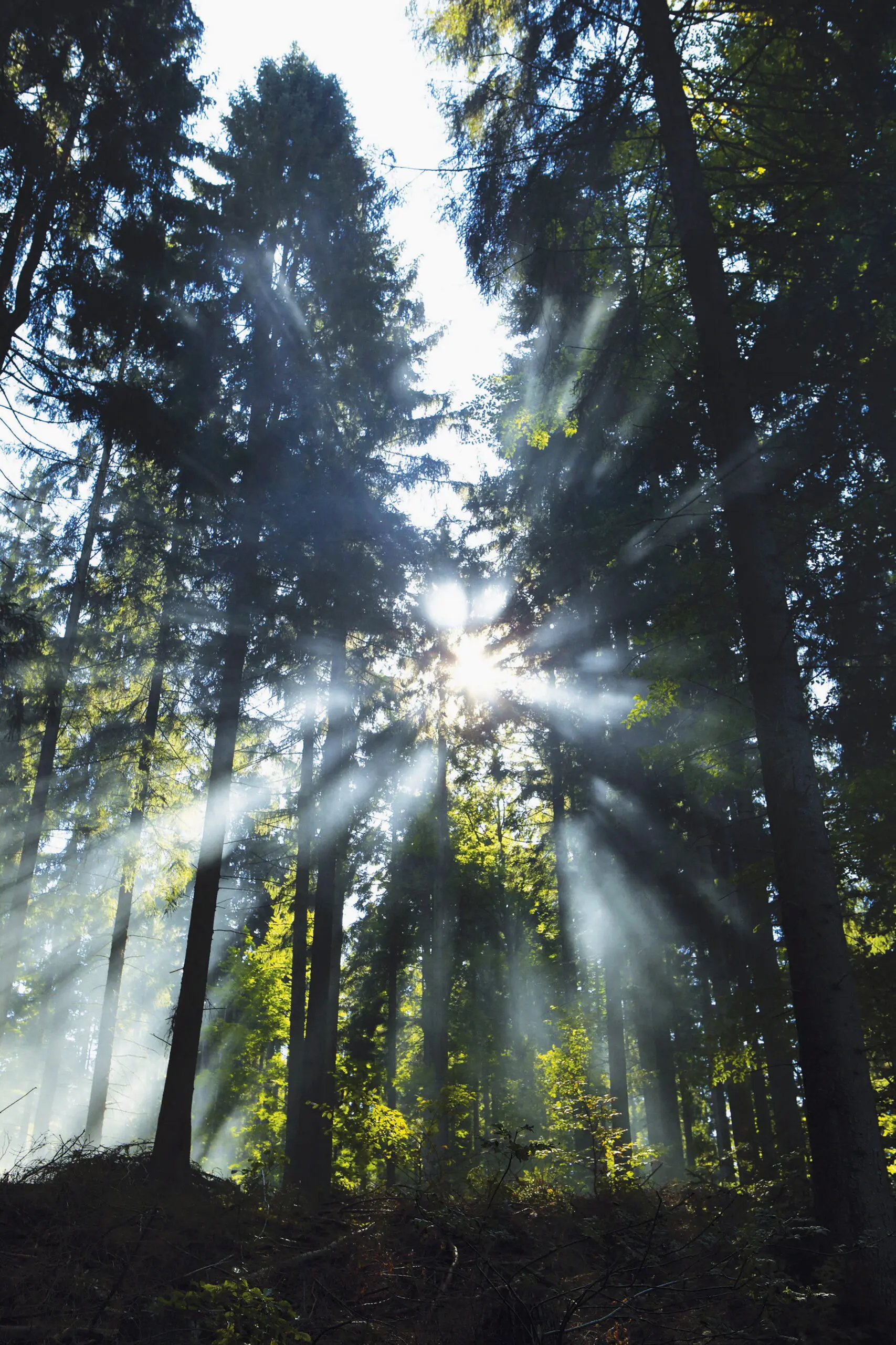 Wandbild (4639) TC – im Wald einfallende Sonnenstrahlen präsentiert: Details und Strukturen,Natur,Landschaften,Bäume,Farne,Gräser,Wälder,Frühling,Sonstige Naturdetails,Pflanzen,Holz