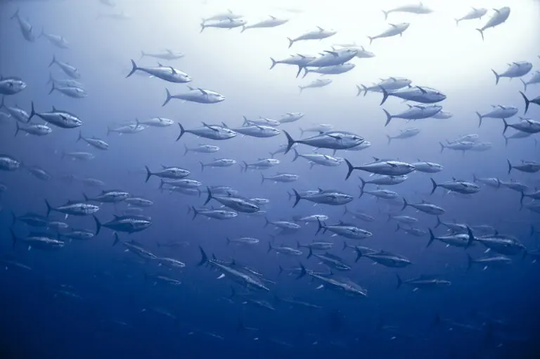 Cipriani Giordano - Thunfischschwarm im Mittelmeer