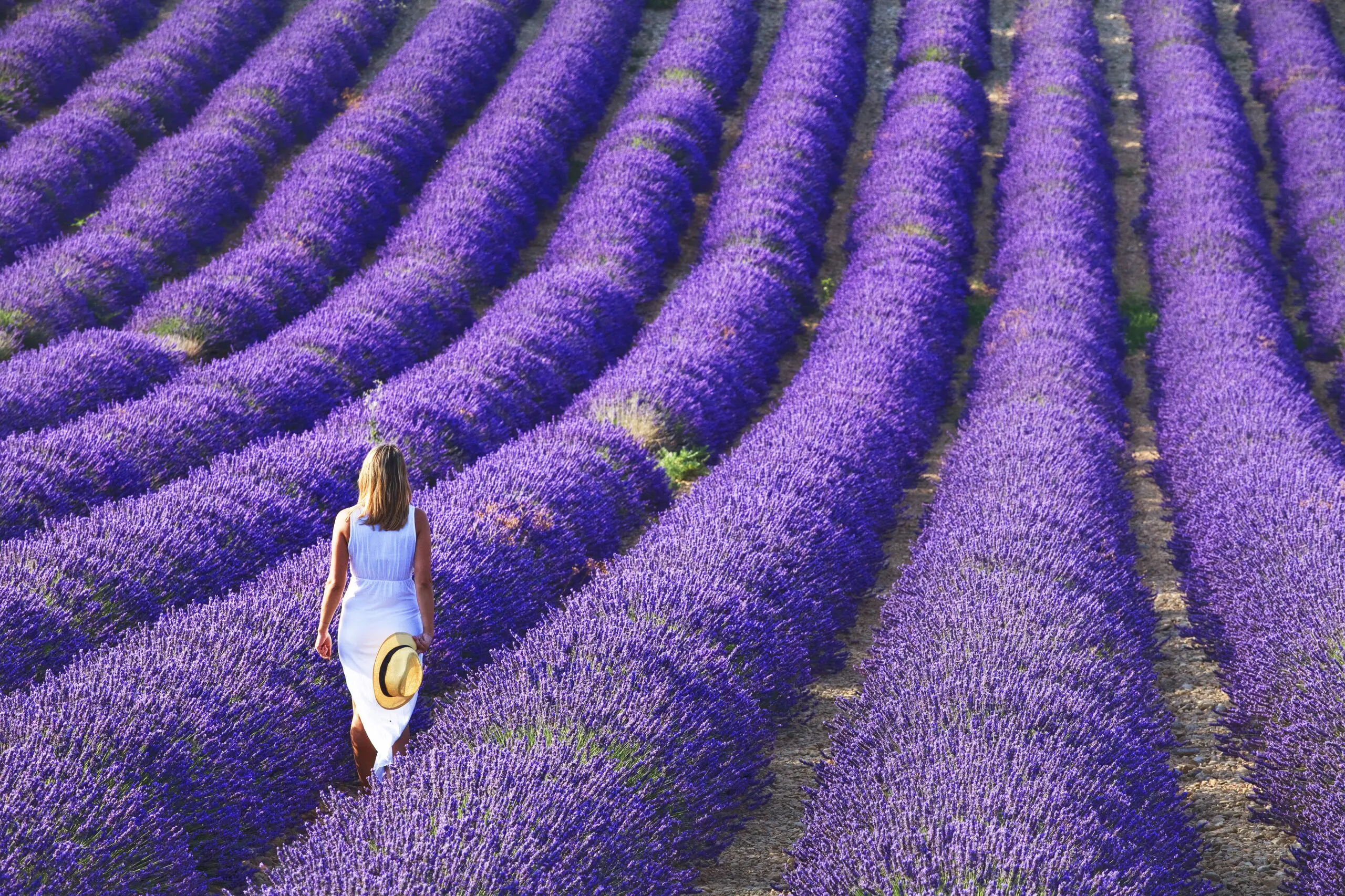 Wandbild (4601) Vaccarella Luigi – Young girl in the lavender fields präsentiert: Menschen,Kreatives,Natur,Landschaften,Blumen und Blüten,Sonstige Pflanzen,Sommer,Wege,Frühling,Herbst,Frauen,Sonstiges Kreatives