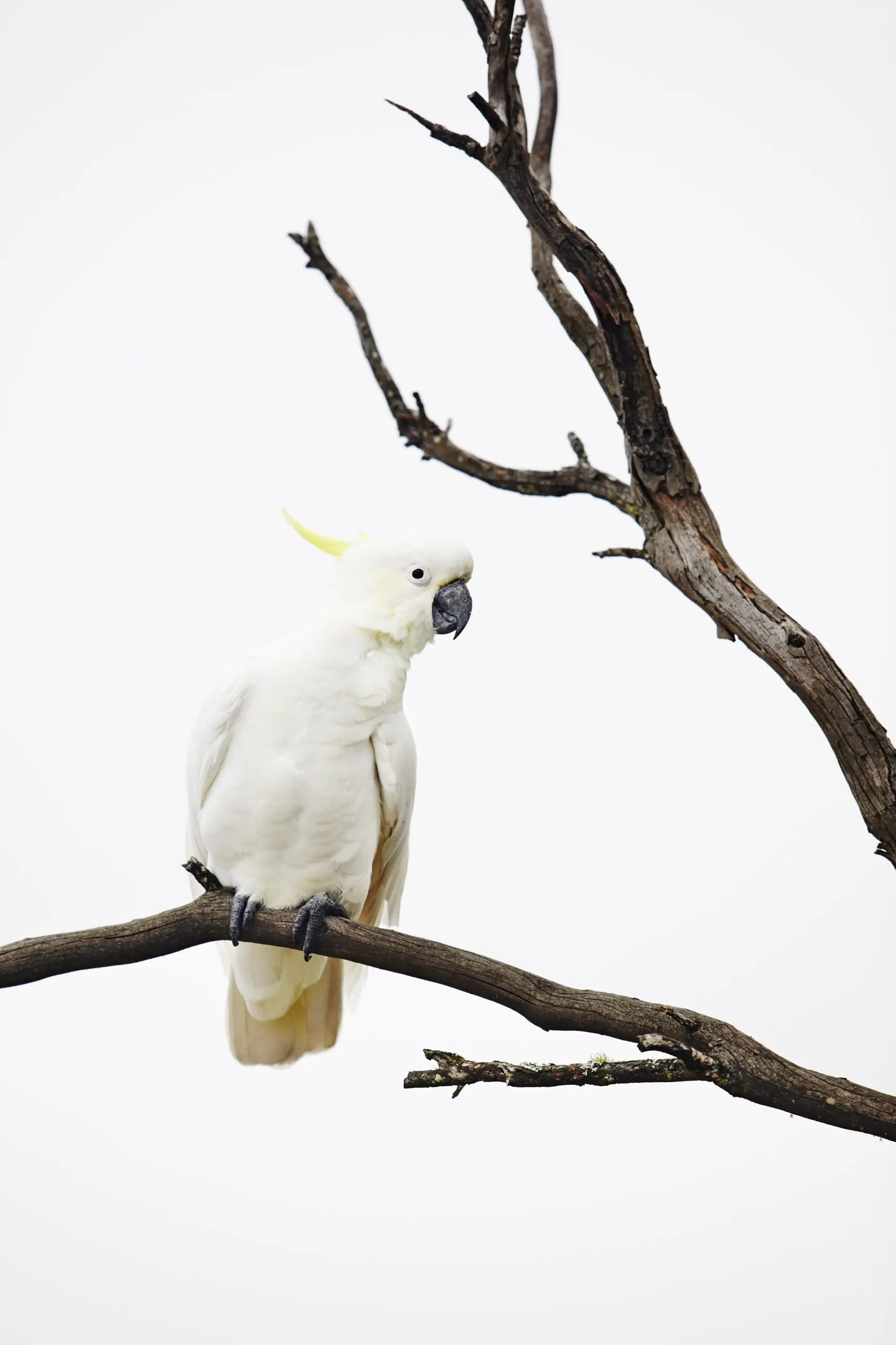 Wandbild (4597) Taylor Richard – Blue Mountains präsentiert: Kreatives,Natur,Tiere,V&ouml;gel
