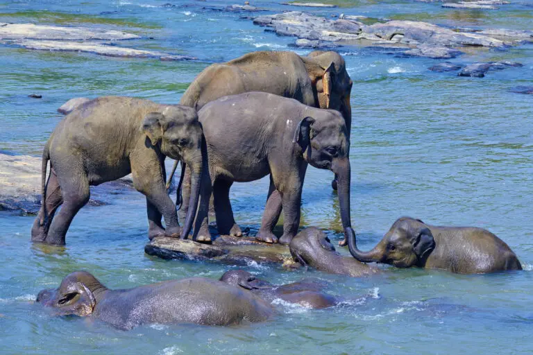  (4595) Morandi Bruno – elephant bath präsentiert: Bäche und Flüsse, Natur, Seen, Sonstige Tiere, Tiere, Wasser, Wildtiere