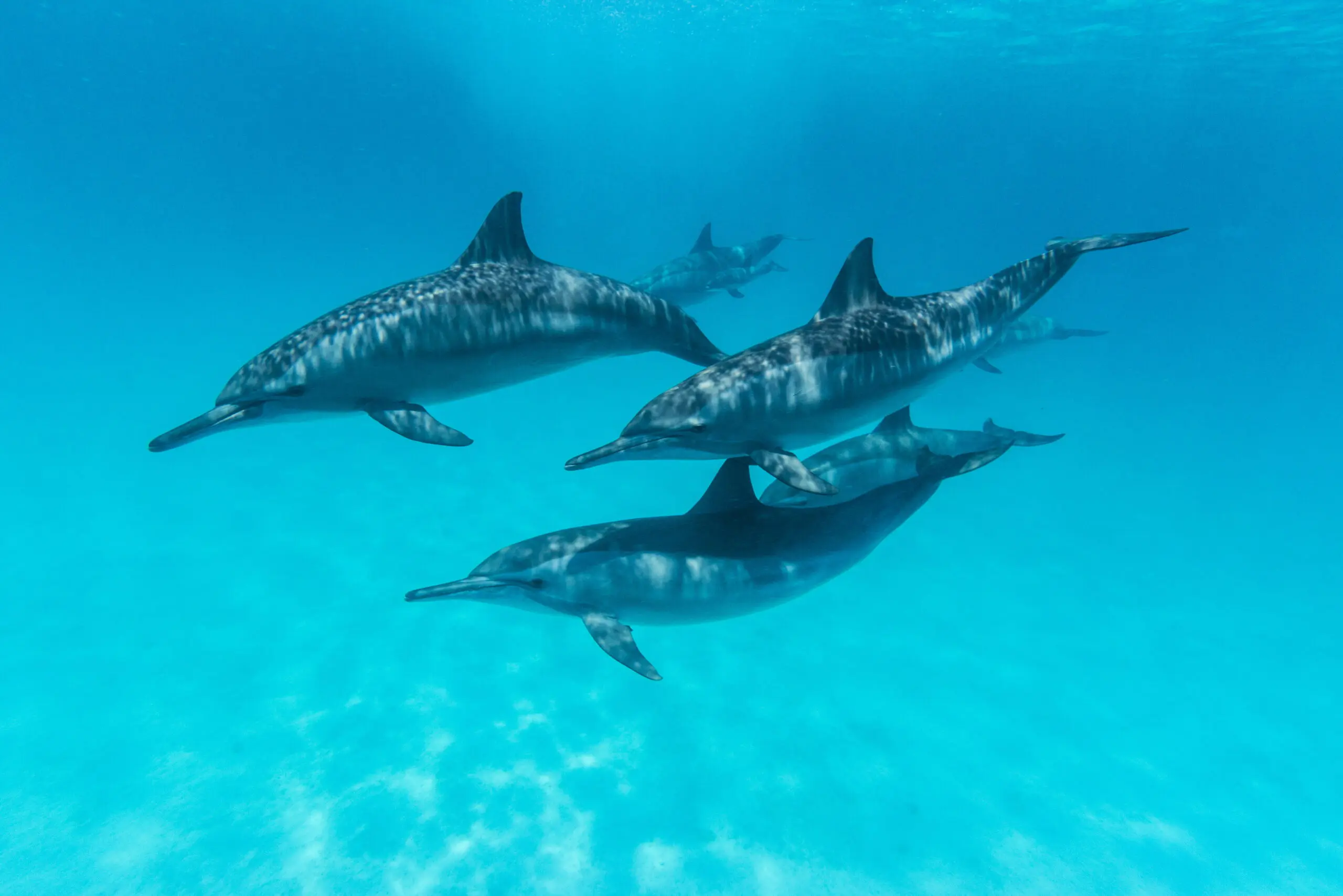 Wandbild (4591) Bortoli Manfred – Dolphin family präsentiert: Wasser,Tiere,Natur,Sonstige Tiere,Meere,Unterwasser