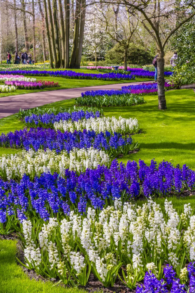  (4589) Armellin Andrea – Keukenhof-Gärten präsentiert: Blumen und Blüten, Frühling, Kreatives, Landschaften, Natur, Parkanlagen und Gärten, Sonstiges Kreatives, Wege