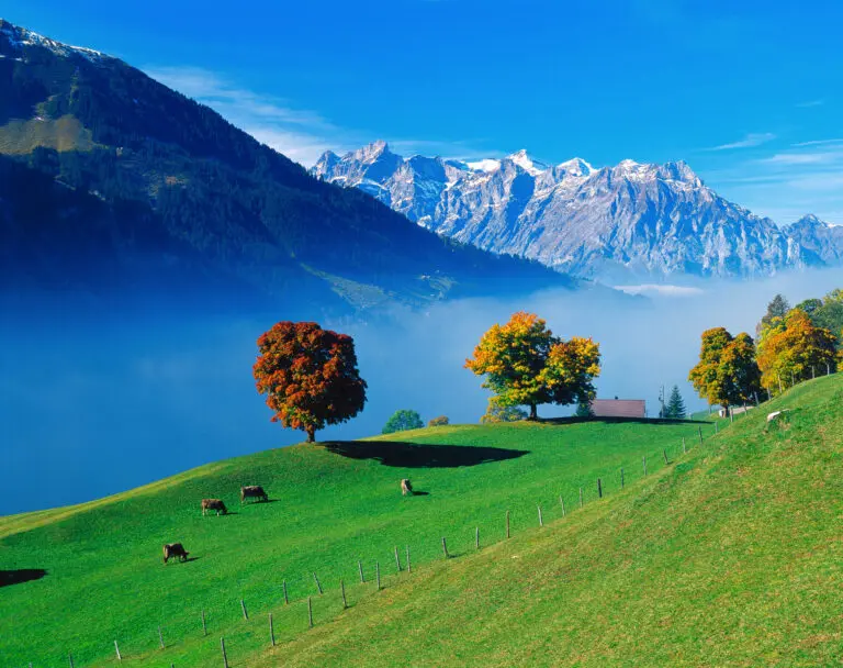  (4556) Gräfenhain – Herbst am Klausenpass präsentiert: Bäume, Berge, Herbst, Landschaften, Luftaufnahmen, Natur, Sonstige Tiere, Tiere, Wälder