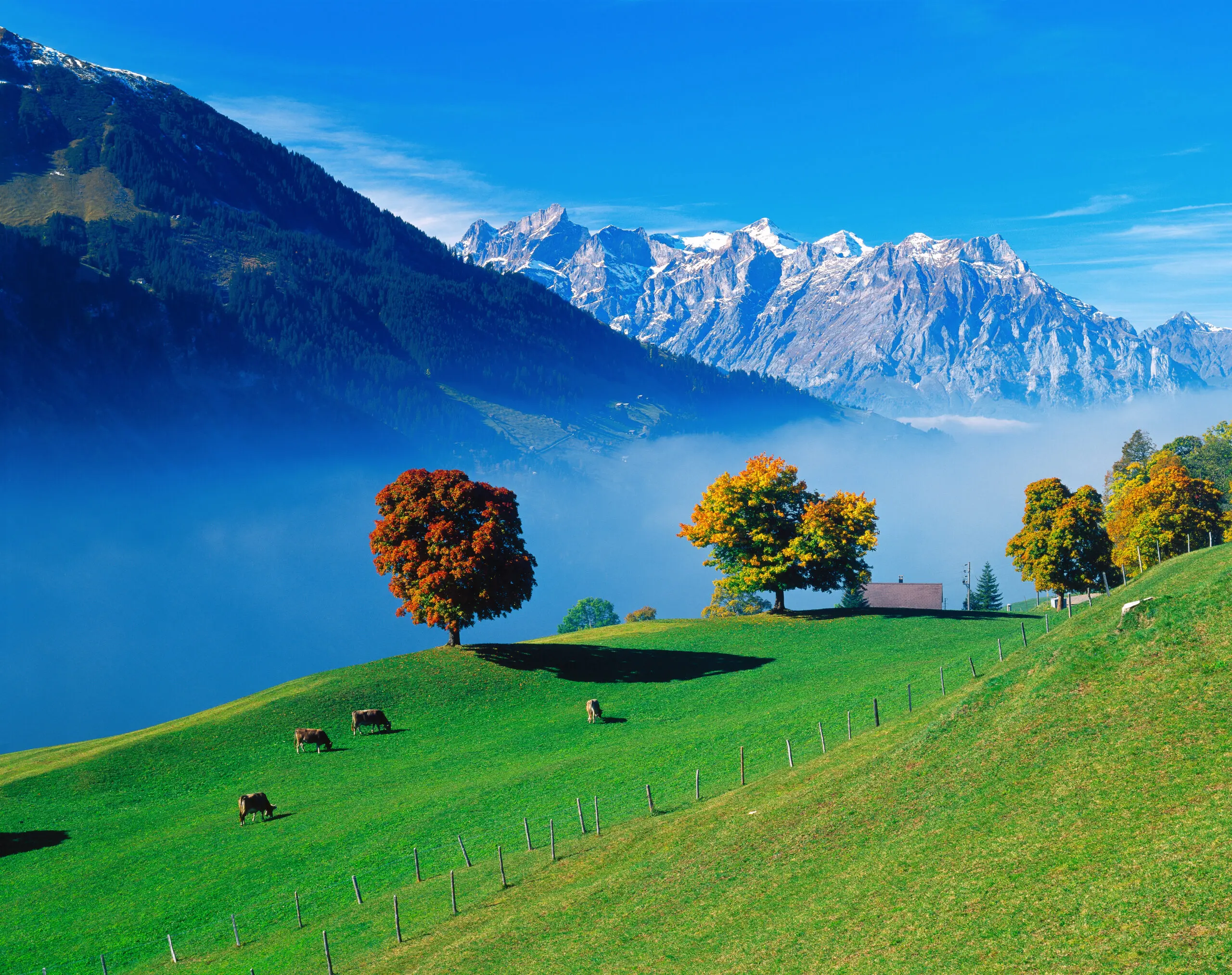 Wandbild (4556) Gräfenhain – Herbst am Klausenpass präsentiert: Tiere,Natur,Landschaften,Bäume,Wälder,Berge,Herbst,Luftaufnahmen,Sonstige Tiere