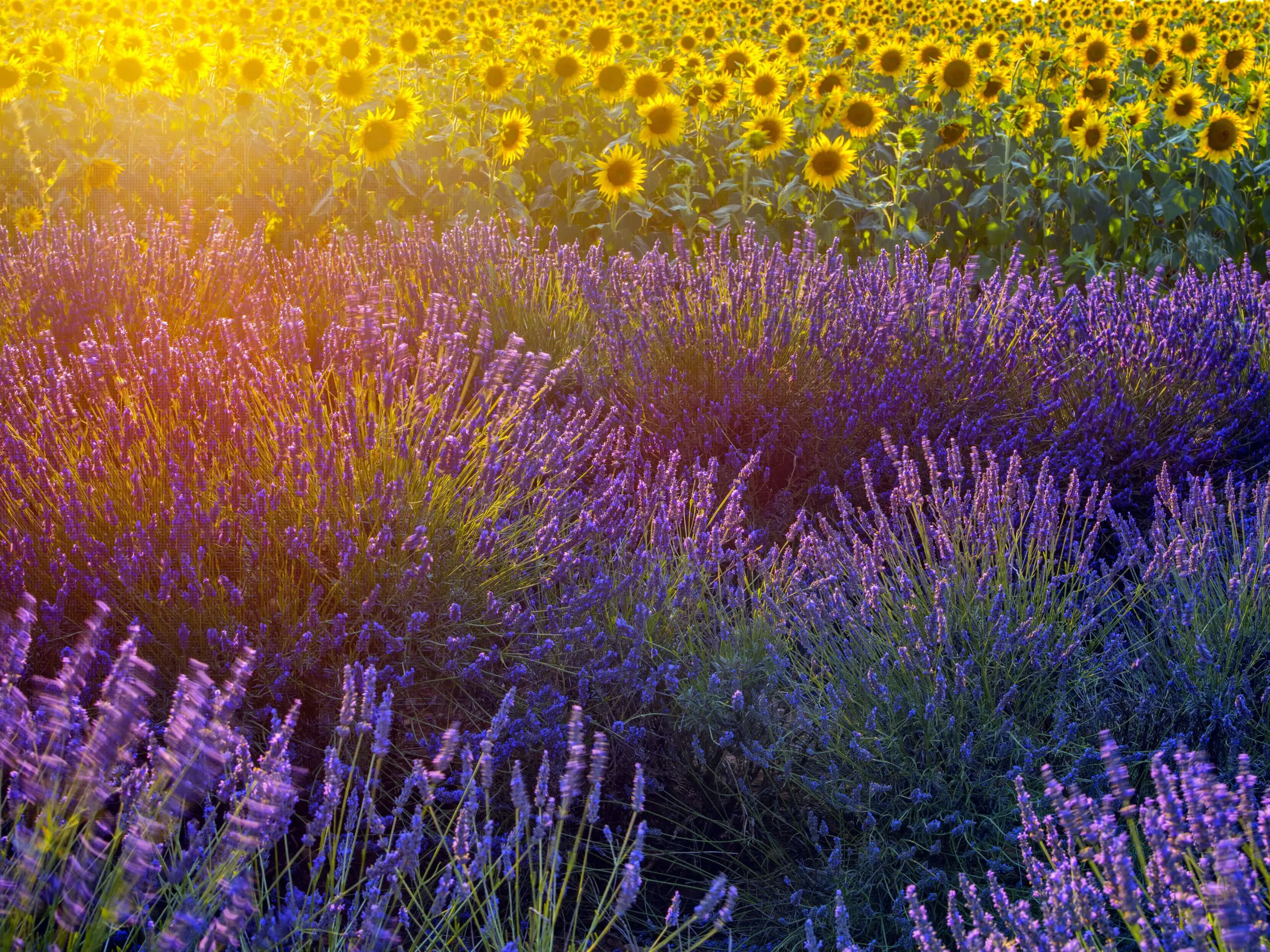 Wandbild (4513) Kremer Susanne – Sonnenblumen- und Lavendelfeld präsentiert: Natur,Blumen und Blüten