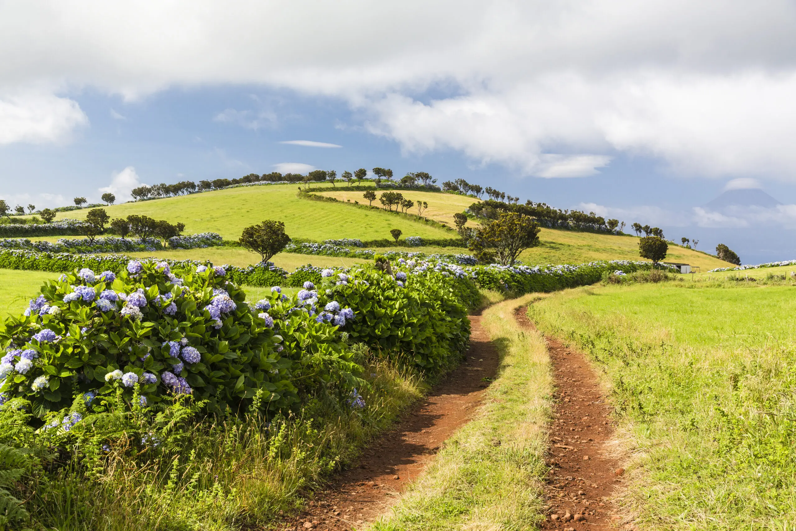 Wandbild (4547) Lukasseck Frank – Feldweg mit Hortensienhecken präsentiert: Natur,Landschaften,Bäume,Gräser,Sommer,Wege,Frühling