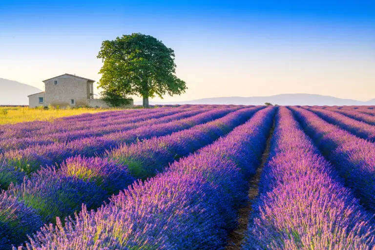  (4542) Kremer Susanne – Lavendelfeld auf dem Plateau von Valensole 6 präsentiert: Architektur, Architekturdetails, Bäume, Blumen und Blüten, Details und Strukturen, Häuser, Landschaften, Natur, Pflanzen, Sommer, Sonstige Architektur, Sonstige Naturdetails, Sonstige Pflanzen