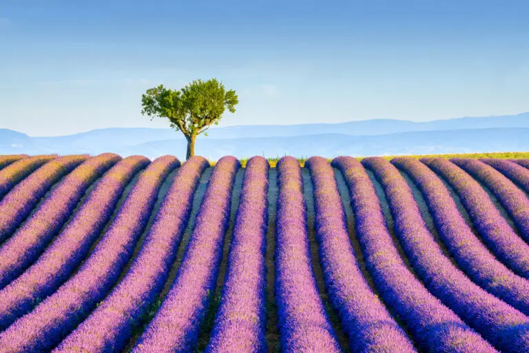  (4541) Kremer Susanne – Lavendelfeld auf dem Plateau von Valensole präsentiert: Blumen und Blüten, Kreatives, Landschaften, Natur, Sommer, Sonstige Pflanzen