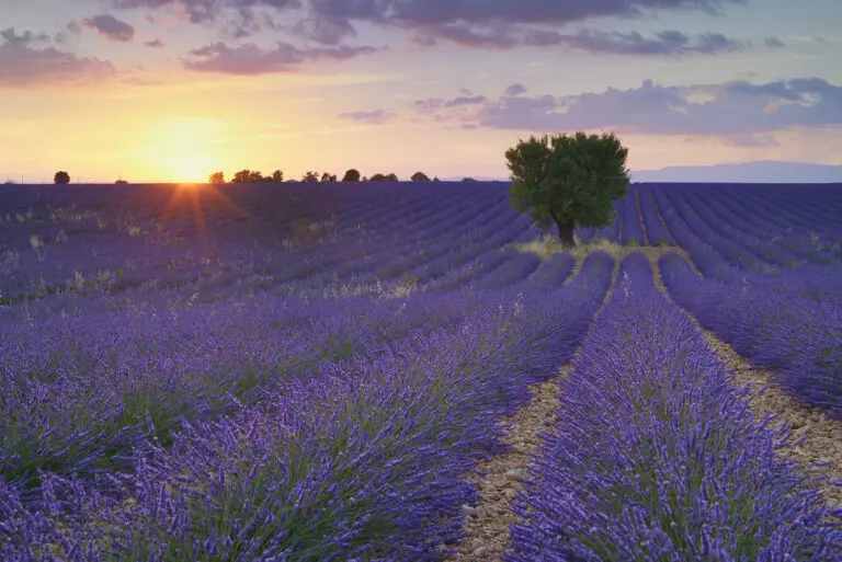  (4540) Dörr C. – Baum im Lavendelfeld präsentiert: Blumen und Blüten, Details und Strukturen, Landschaften, Natur, Pflanzen, Sommer