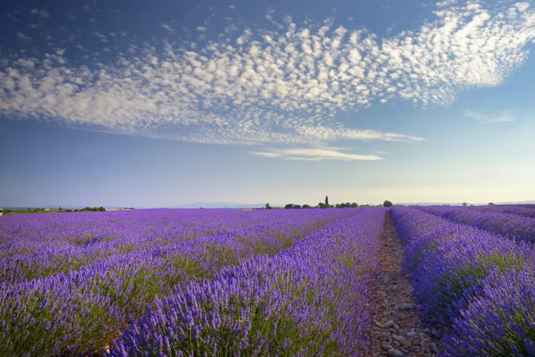  (4506) Dörr C. – Lavendelfeld präsentiert: Blumen und Blüten, Landschaften, Natur, Sommer, Sonstige Pflanzen