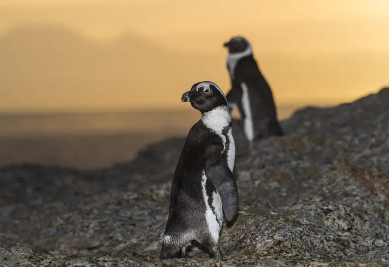 Boulder Beach Penguins