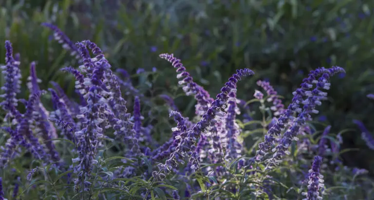 Blooming Sage