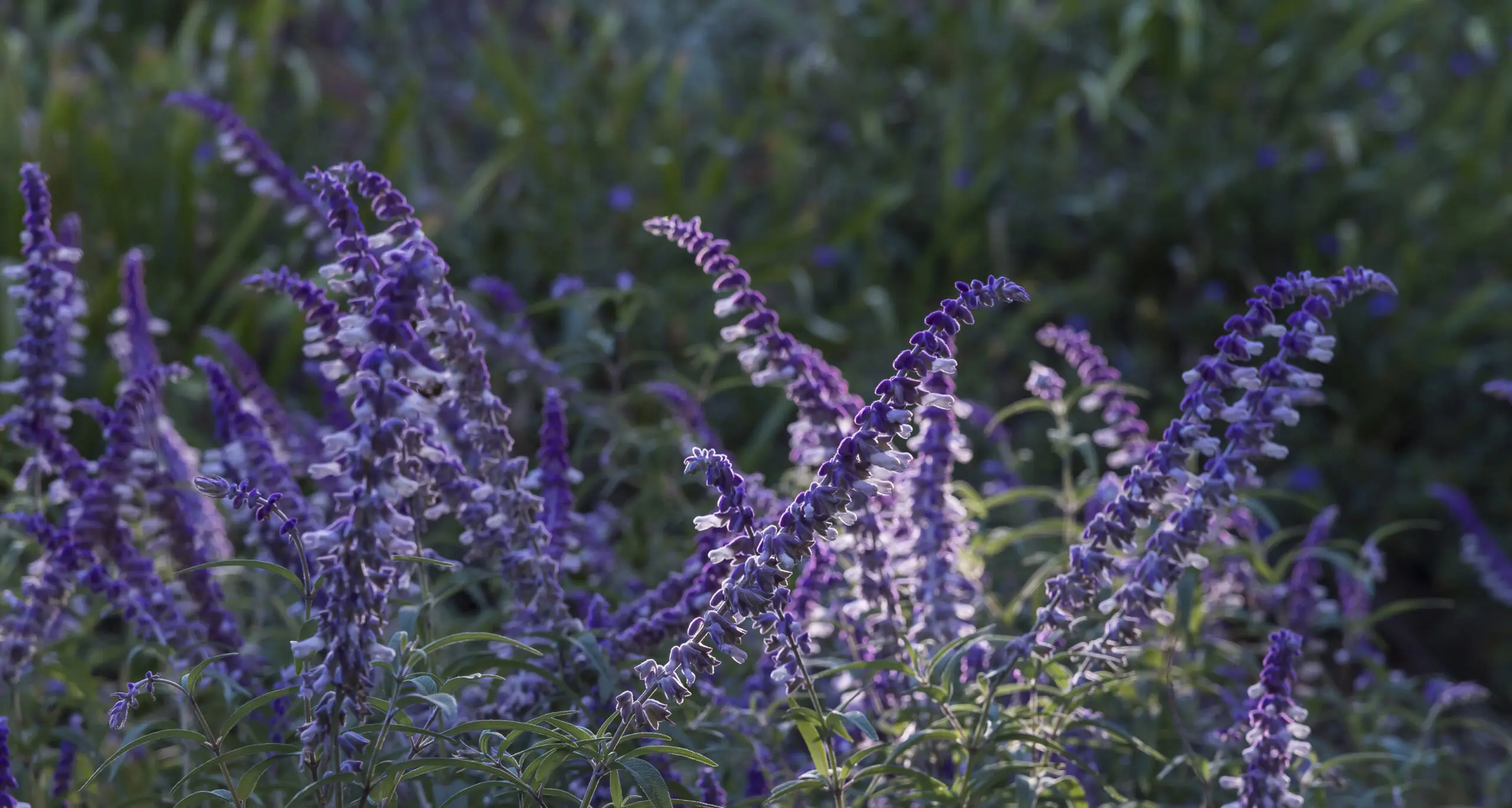 Blooming Sage