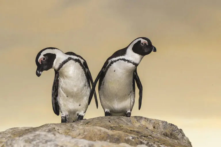  (4732) Pinguin präsentiert: Aus Afrika, Natur, Pinguine, Tiere, Vögel
