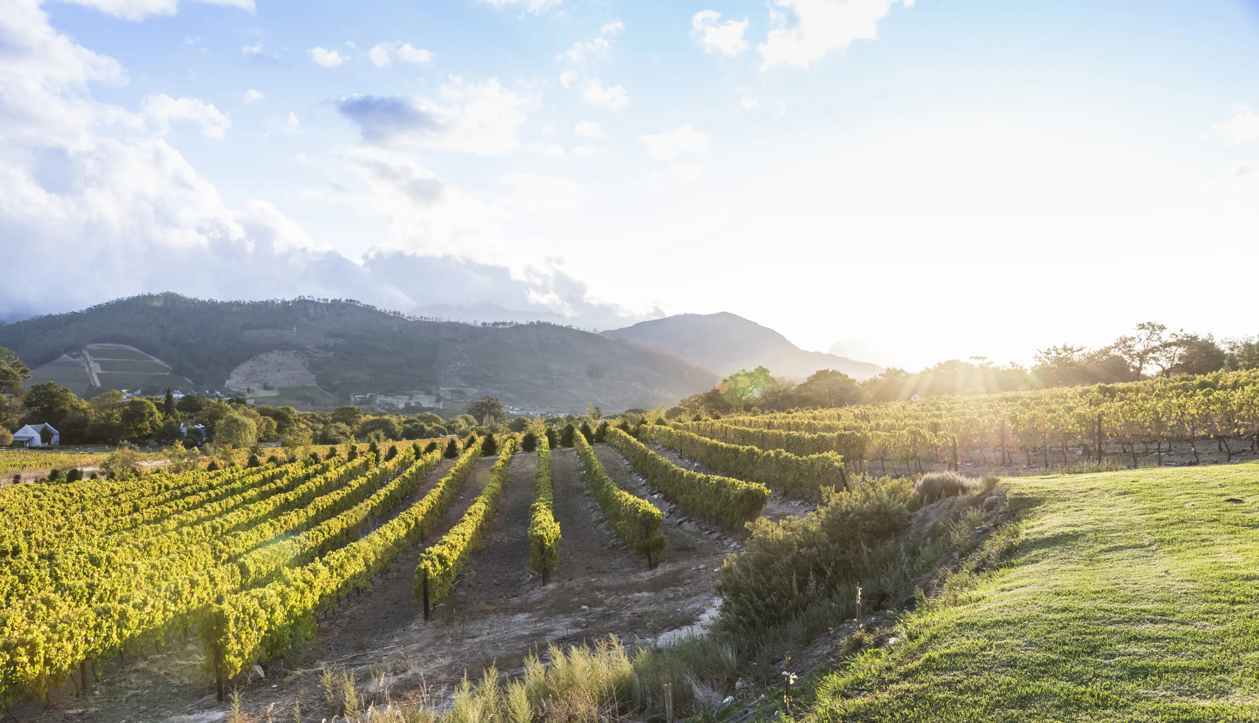 Vineyard La Cotte