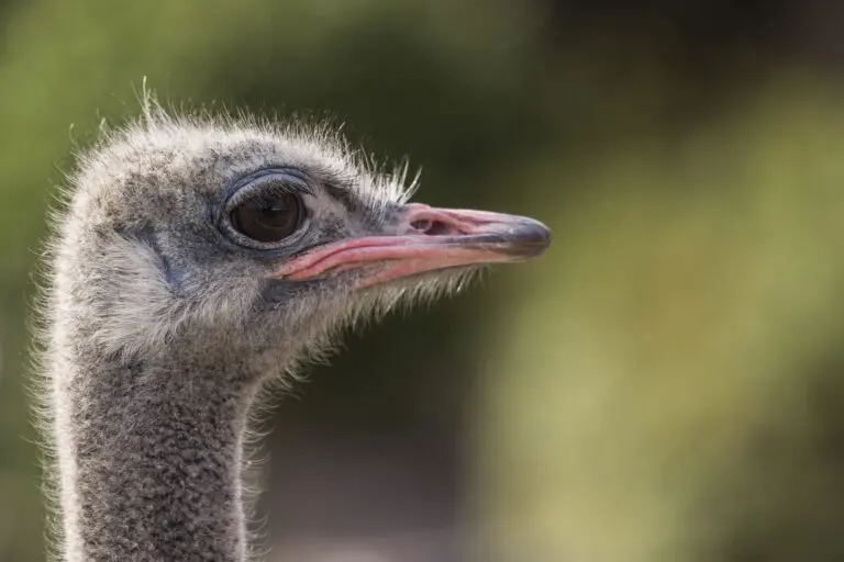 Big Bird´s Head