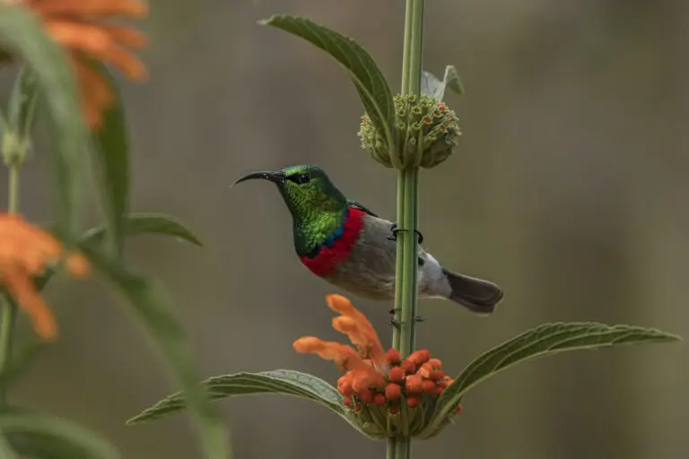 Sunbird II