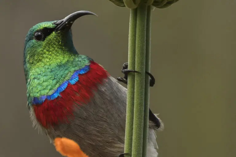 Sunbird
