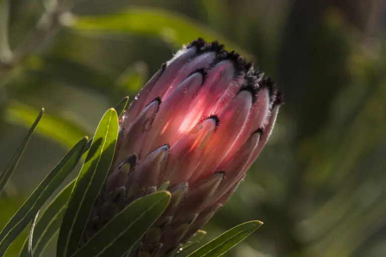  (4748) King-Protea präsentiert: Blumen und Blüten, Natur