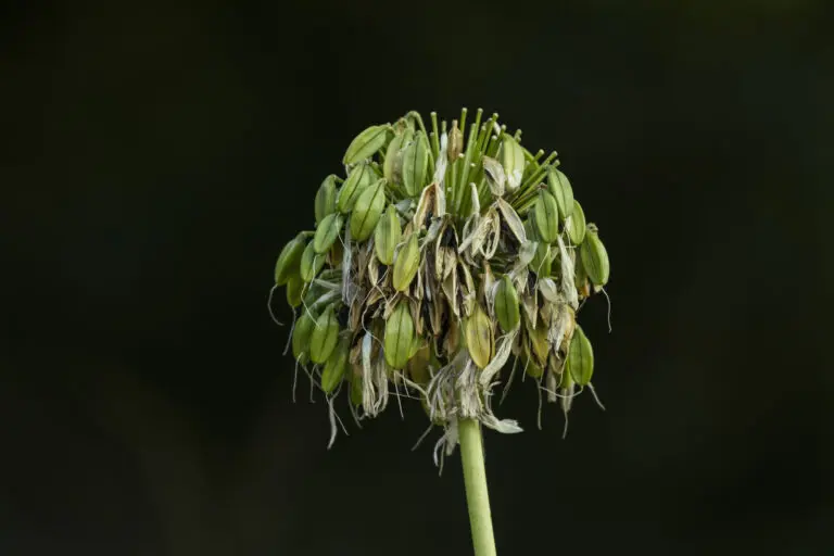  (4744) Aged präsentiert: Blumen und Blüten, Natur