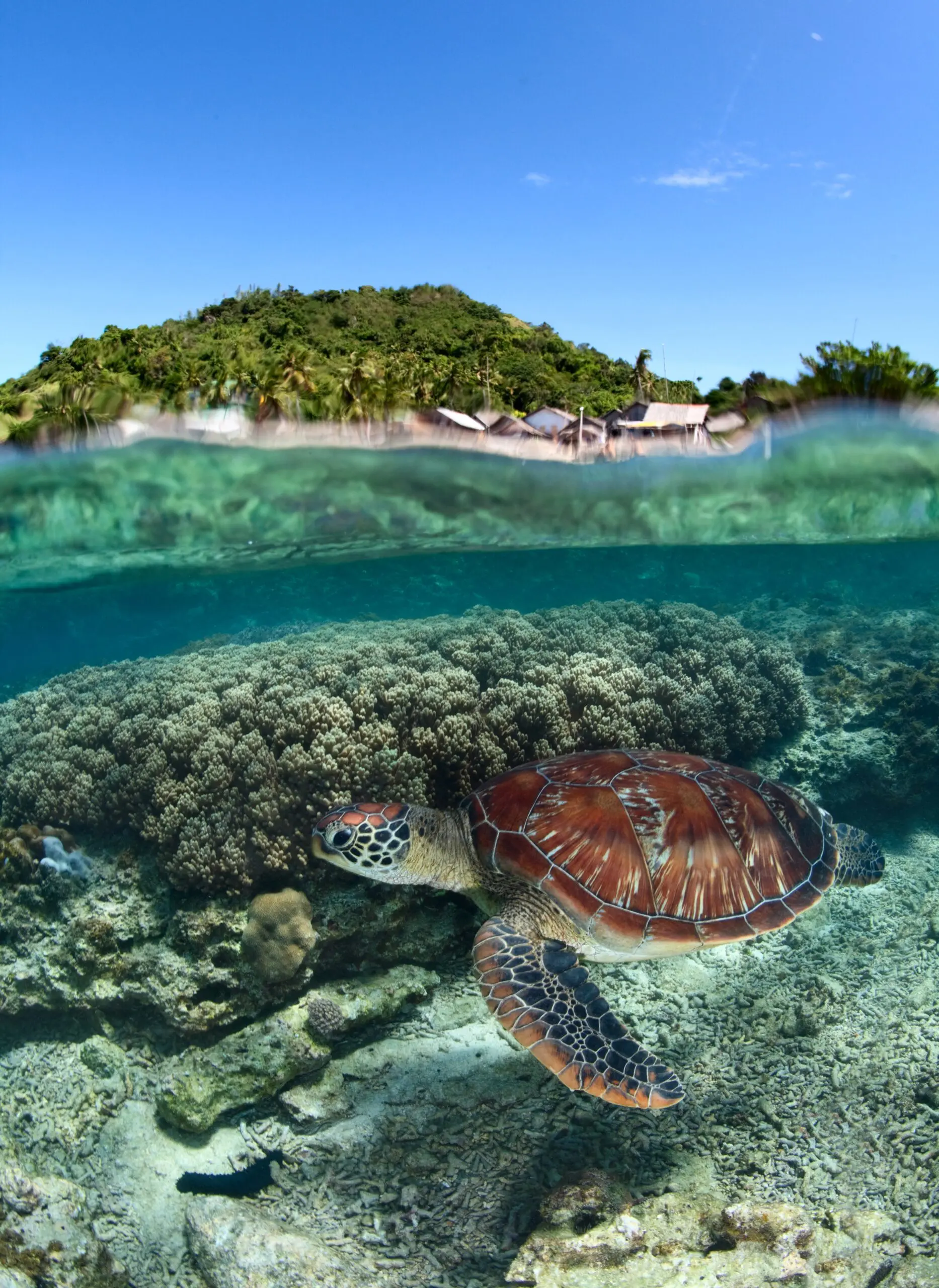 Wandbild (4751) Along shore-Andrey Narchuk präsentiert: Wasser,Tiere,Landschaften,Wälder,Asien,Gewässer,Sonstige Tiere,Meere,Unterwasser