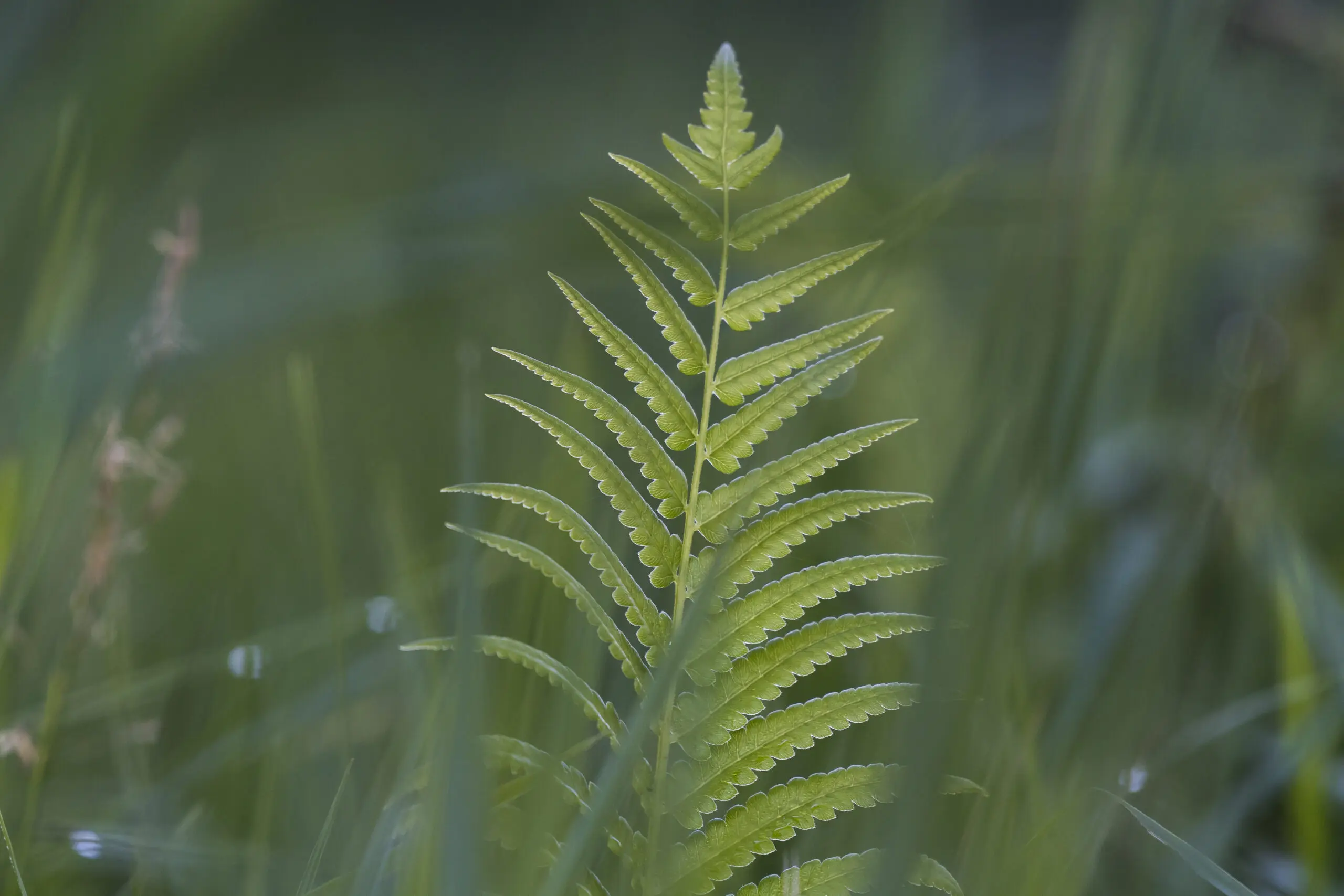 Green iSimangaliso