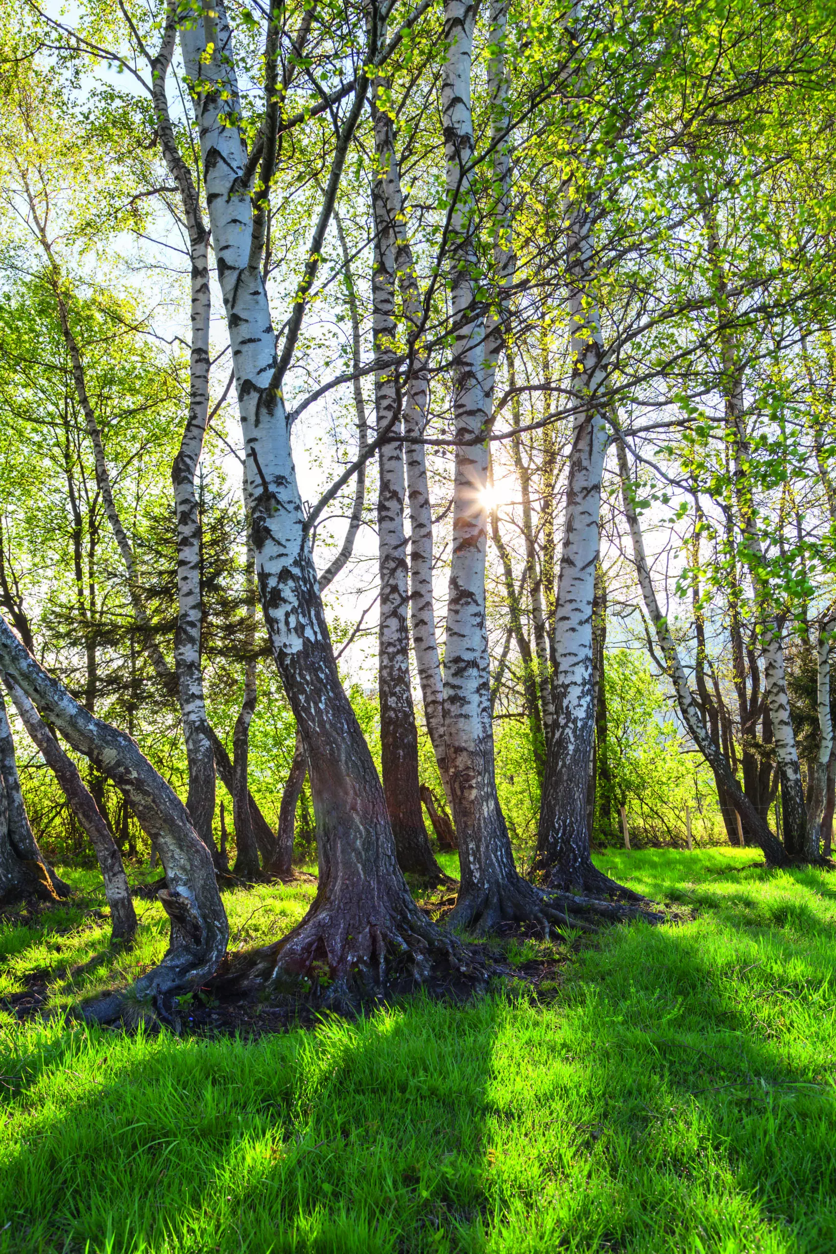 Wandbild (4858) Christian Bäck-Birkenwald präsentiert: Kreatives,Natur,Landschaften,Bäume,Blätter,Gräser,Parkanlagen und Gärten,Sommer,Wälder,Frühling