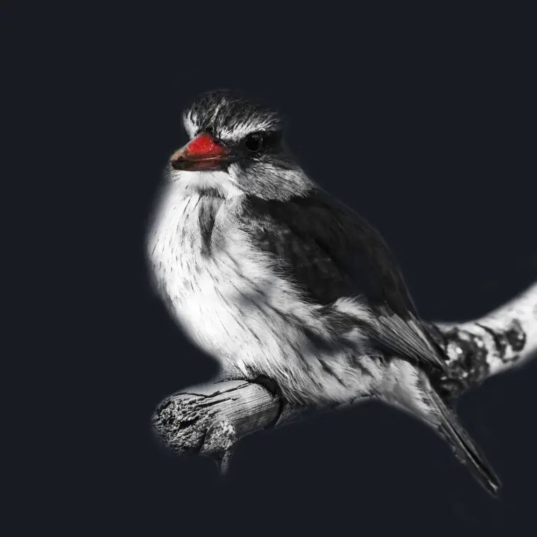 Red Kingfisher