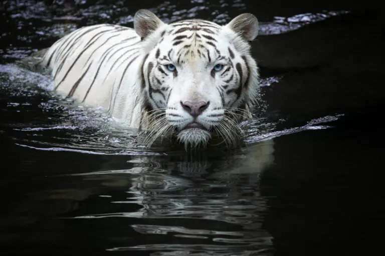  (5151) Looking at me looking at you by Renee Doyle präsentiert: Aus Afrika, Natur, Seen, Tiere, Wasser, Wasserspiegelungen, Wildtiere