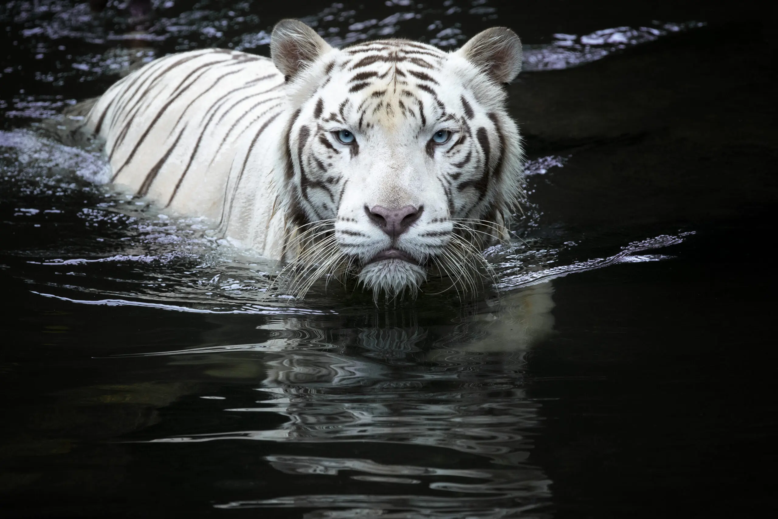 Wandbild (5151) Looking at me looking at you by Renee Doyle präsentiert: Wasser,Tiere,Natur,Wildtiere,Aus Afrika,Seen,Wasserspiegelungen