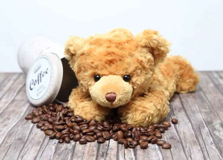 Bäriger Kaffeeklatsch