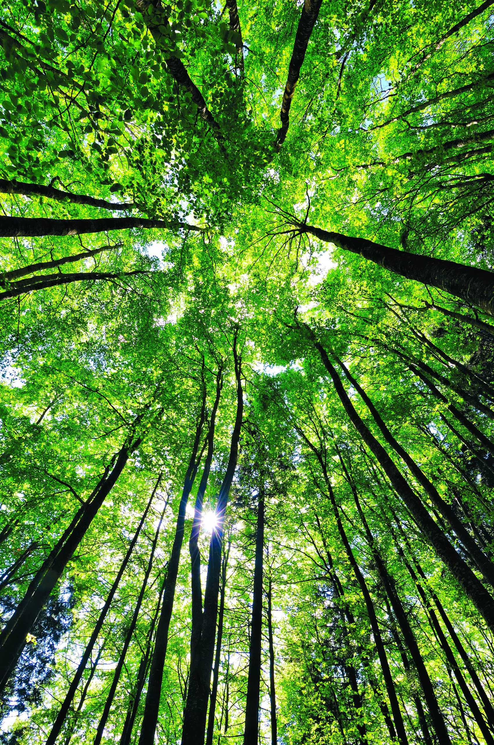 Wandbild (5118) Huber Images – Collina wood präsentiert: Natur,Landschaften,Bäume,Blätter,Sommer,Wälder