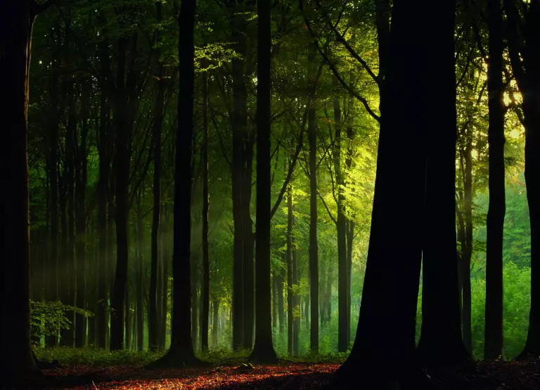  (5125) Before the fall by Joris präsentiert:  
