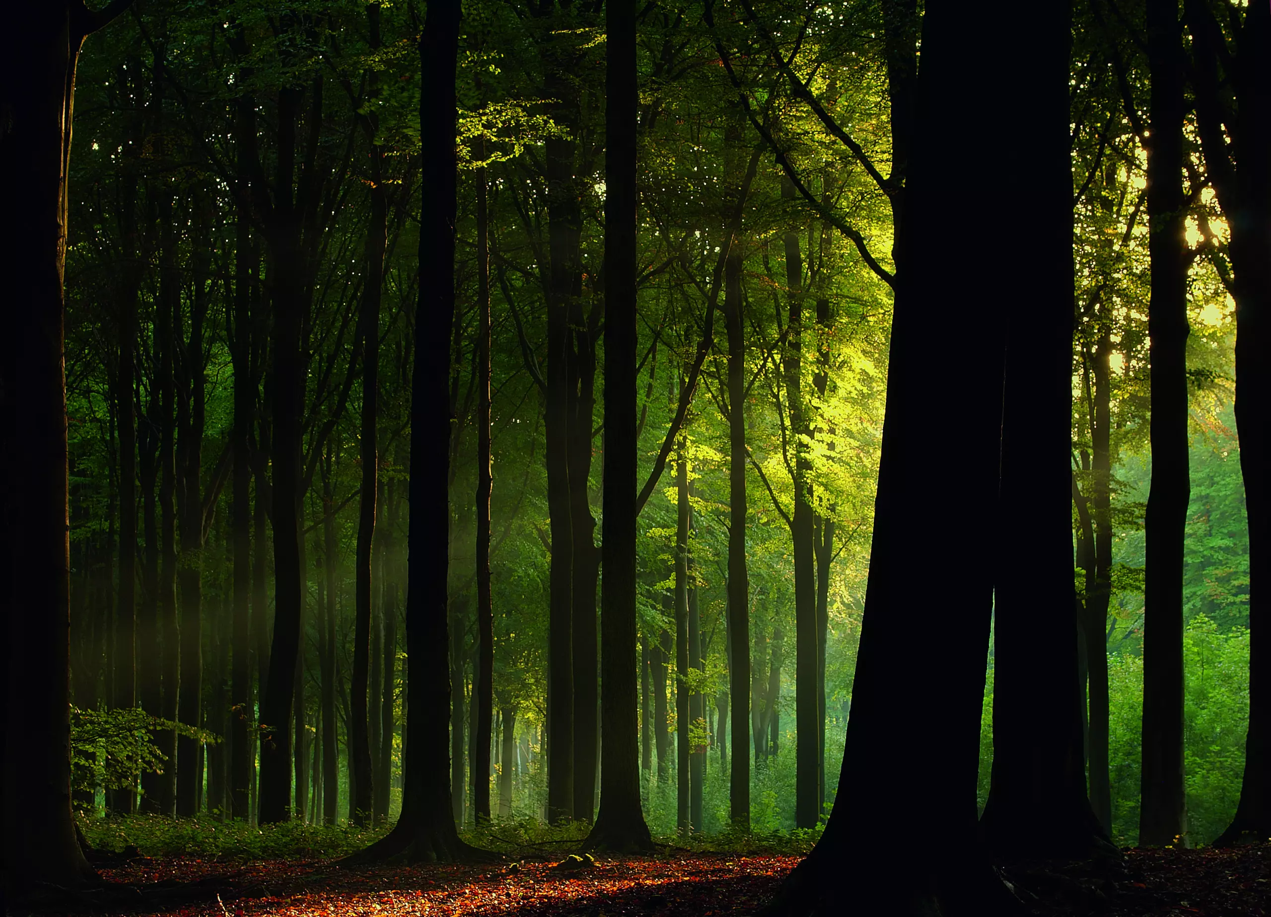 Wandbild (5125) Before the fall by Joris präsentiert: Natur,Landschaften,Bäume,Blätter,Sommer,Wälder,Herbst
