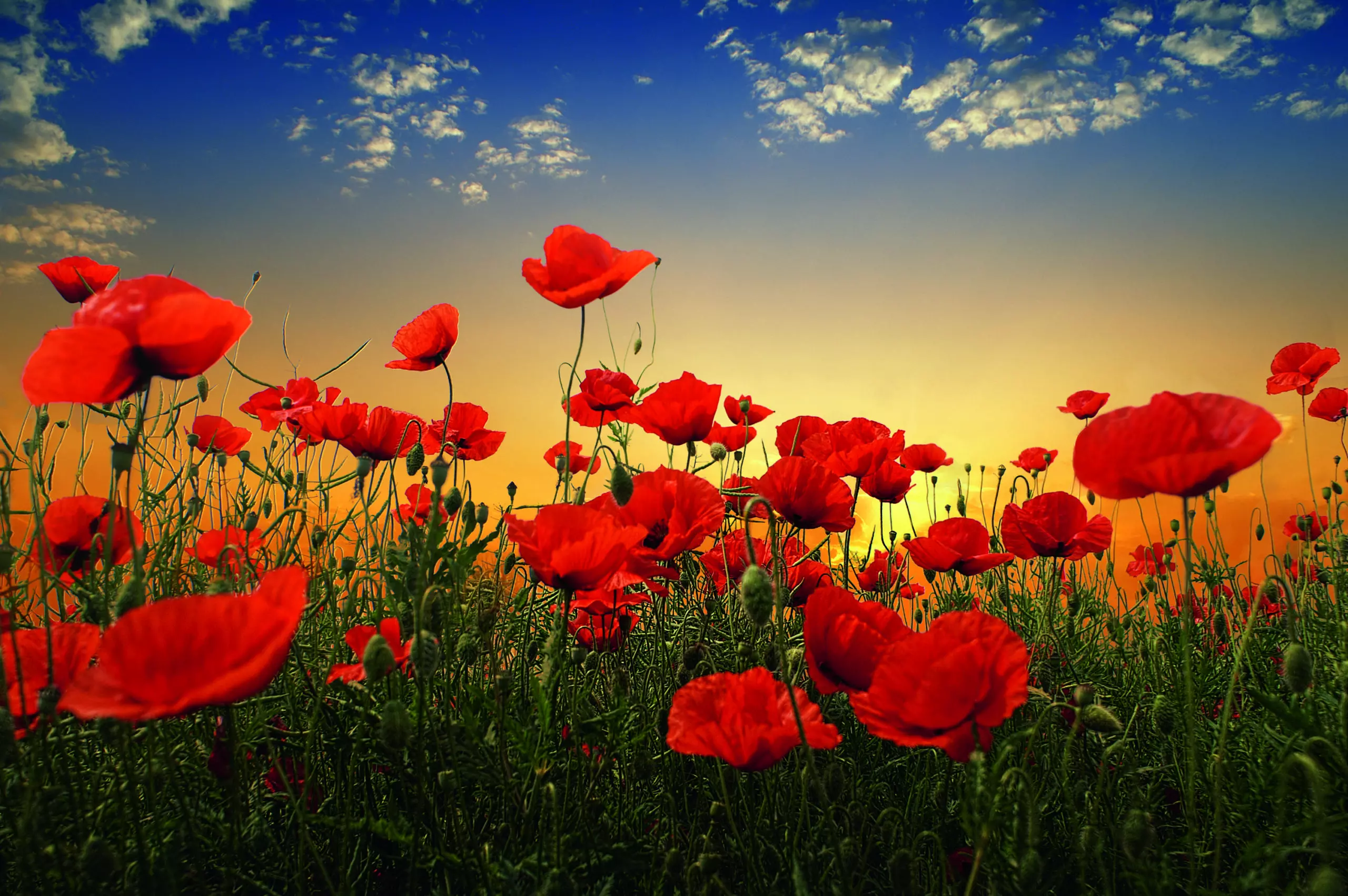 Wandbild (5130) Poppies by Tais präsentiert: Natur,Landschaften,Sonstige Pflanzen,Sommer