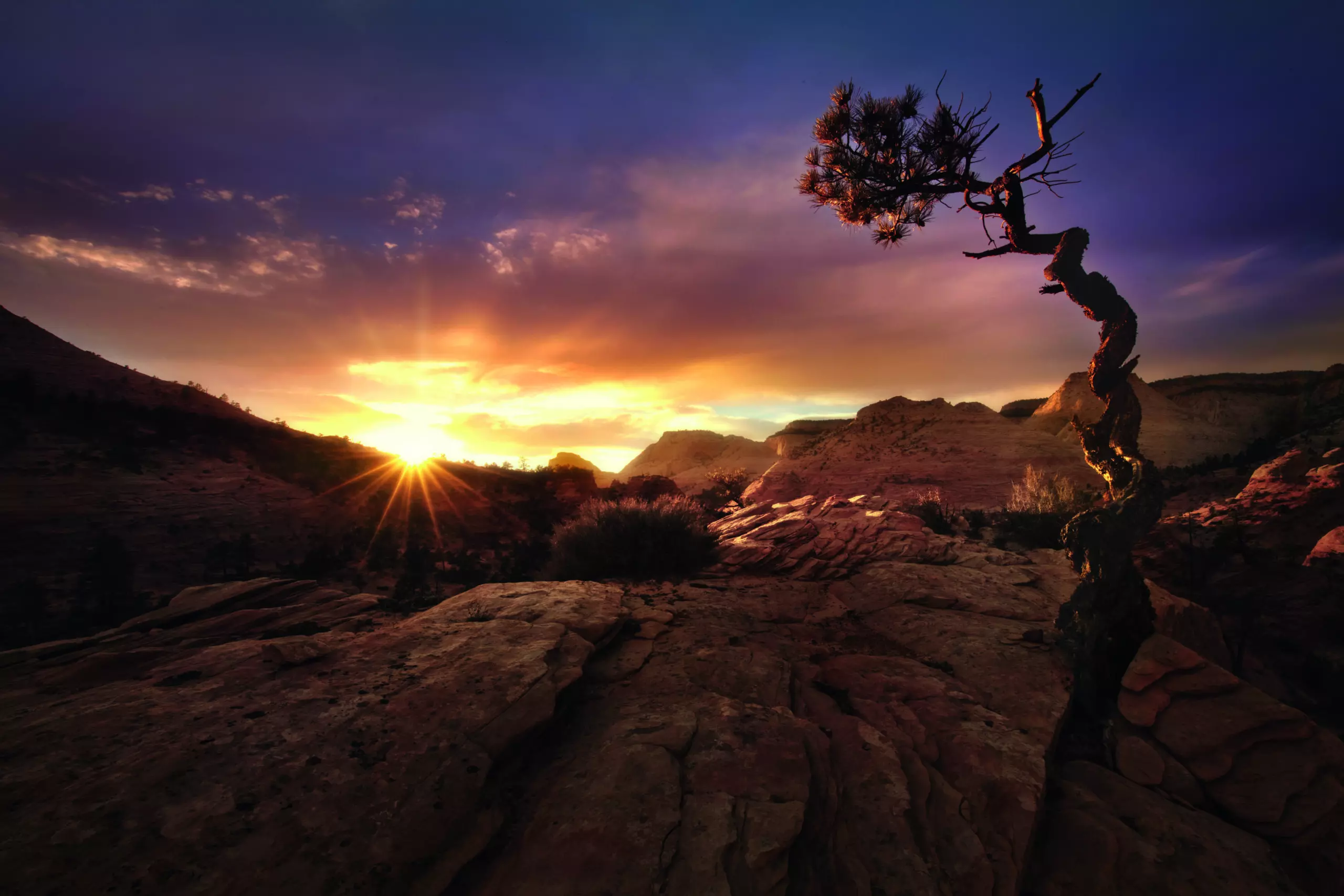 Wandbild (5170) Distorted by Mirko Vecernik präsentiert: Natur,Landschaften,Bäume,Sommer,Wüste,Amerika