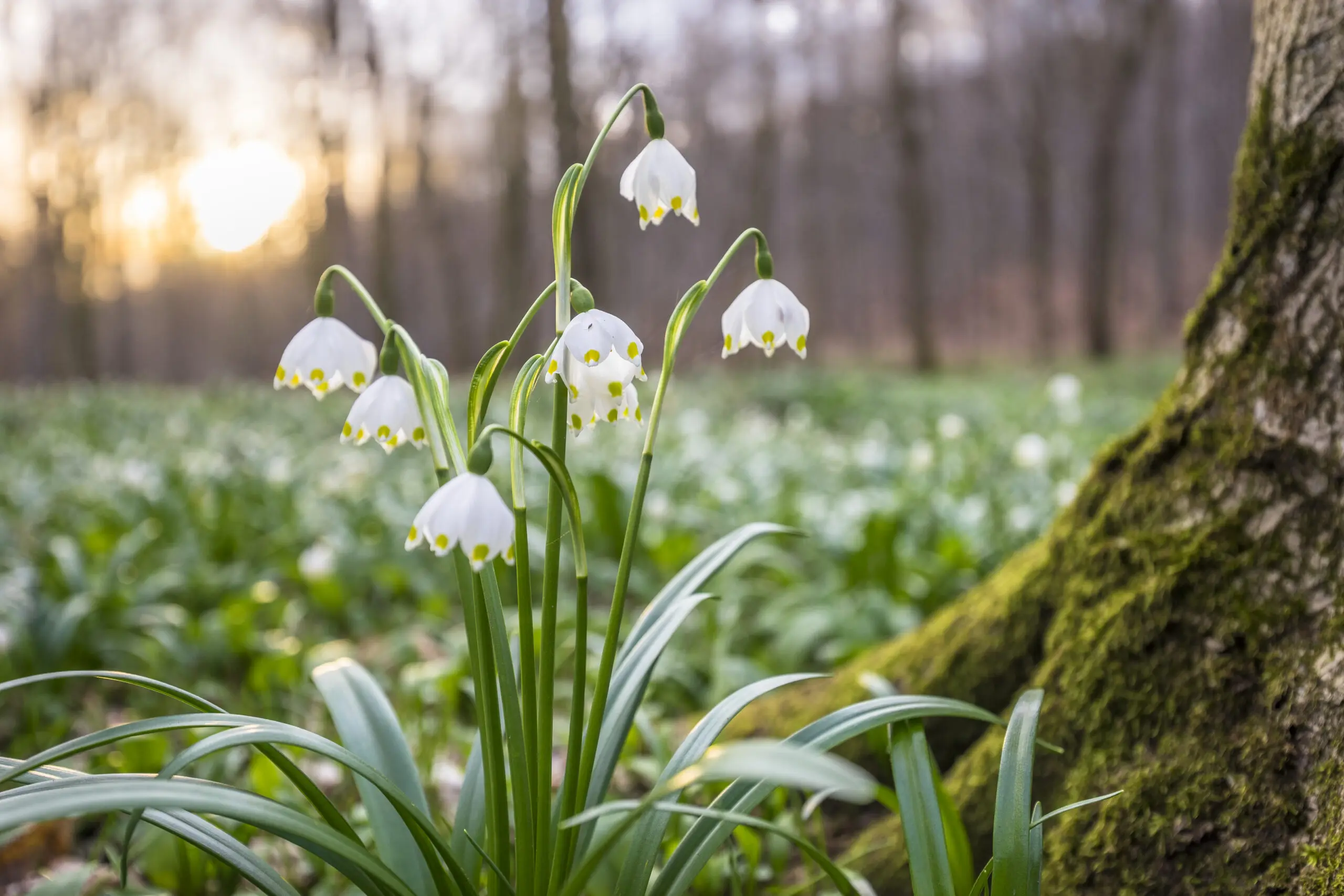 Wandbild (5177) Märzenbecher präsentiert: Natur,Blumen und Blüten