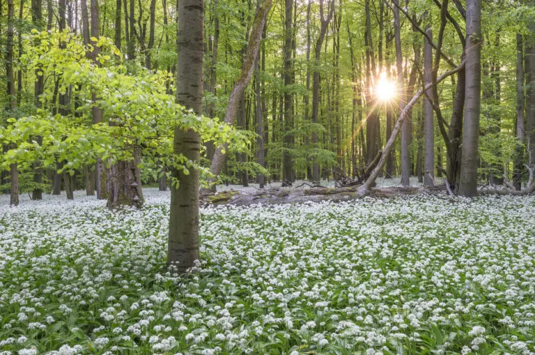 Bärlauchwald