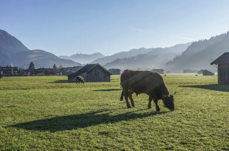 Kühe am Morgen