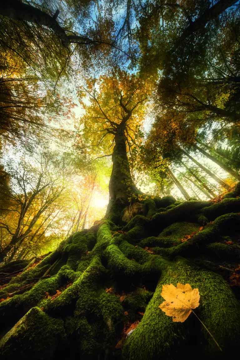  (5236) Goodbye of a leaf by A.G. Panizza präsentiert:  