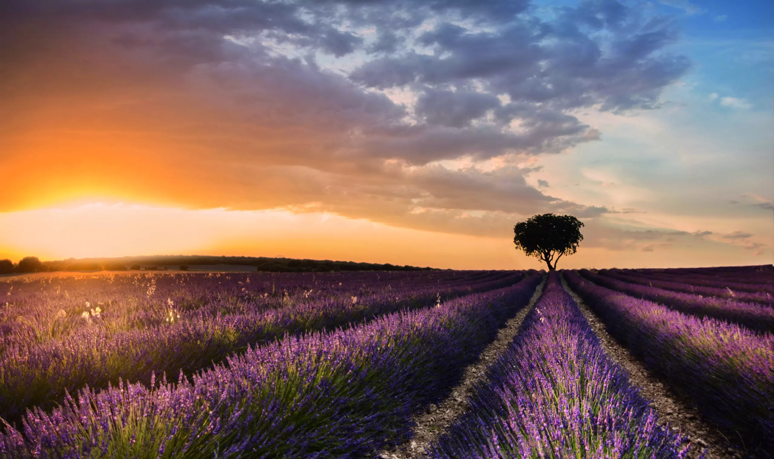 Destination Lavender by Fran Ros