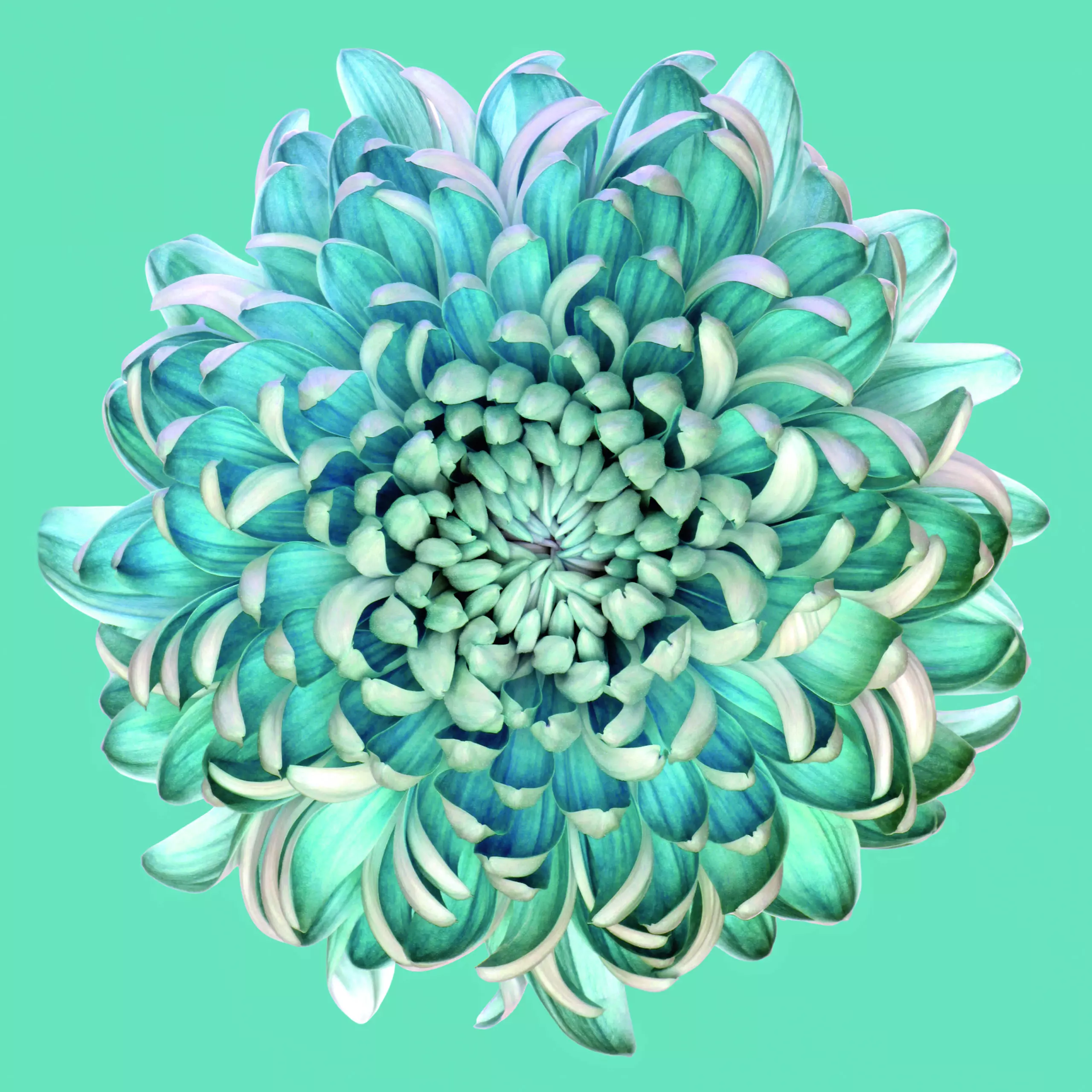 Wandbild (5244) Blue Chrysanth by Brian Haslam präsentiert: Kreatives,Details und Strukturen,Natur,Blätter,Blumen und Blüten,Makro,Sonstiges Kreatives,Sonstige Naturdetails,Pflanzen